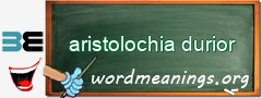 WordMeaning blackboard for aristolochia durior
